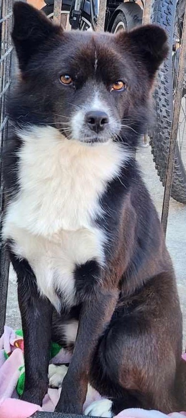 보호중 믹스견의 가…