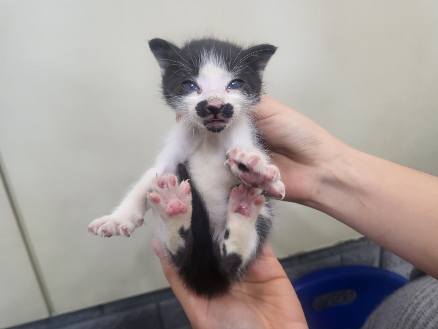 가정동물병원_428356202501623