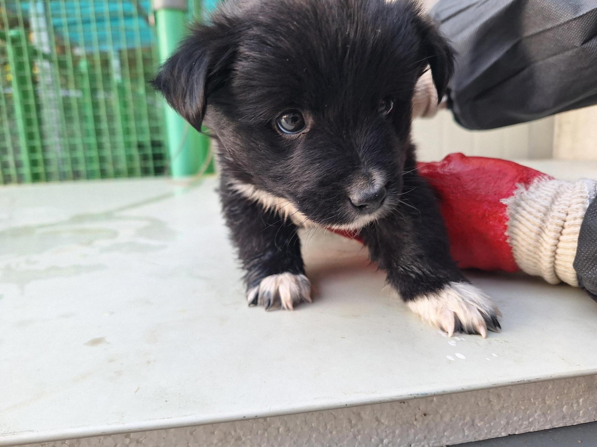 양산시 동물보호센터_448538202500756