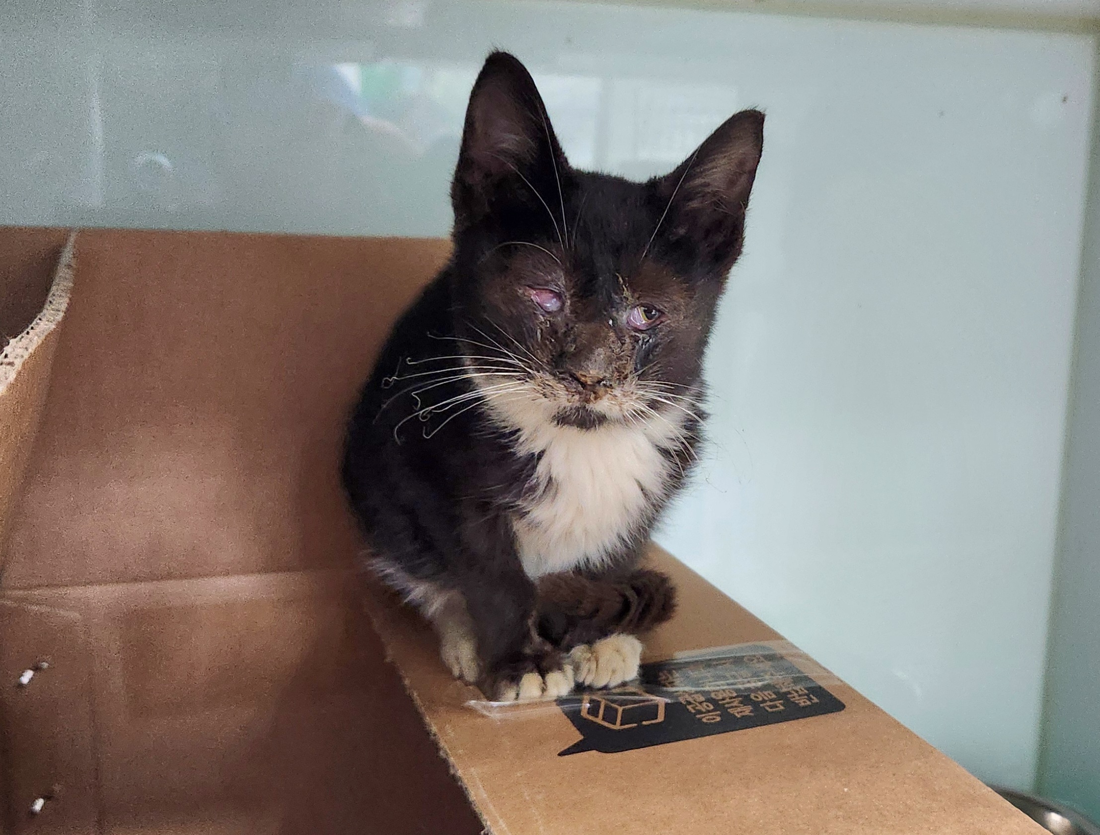 광주TNR동물병원송정_441554202501728