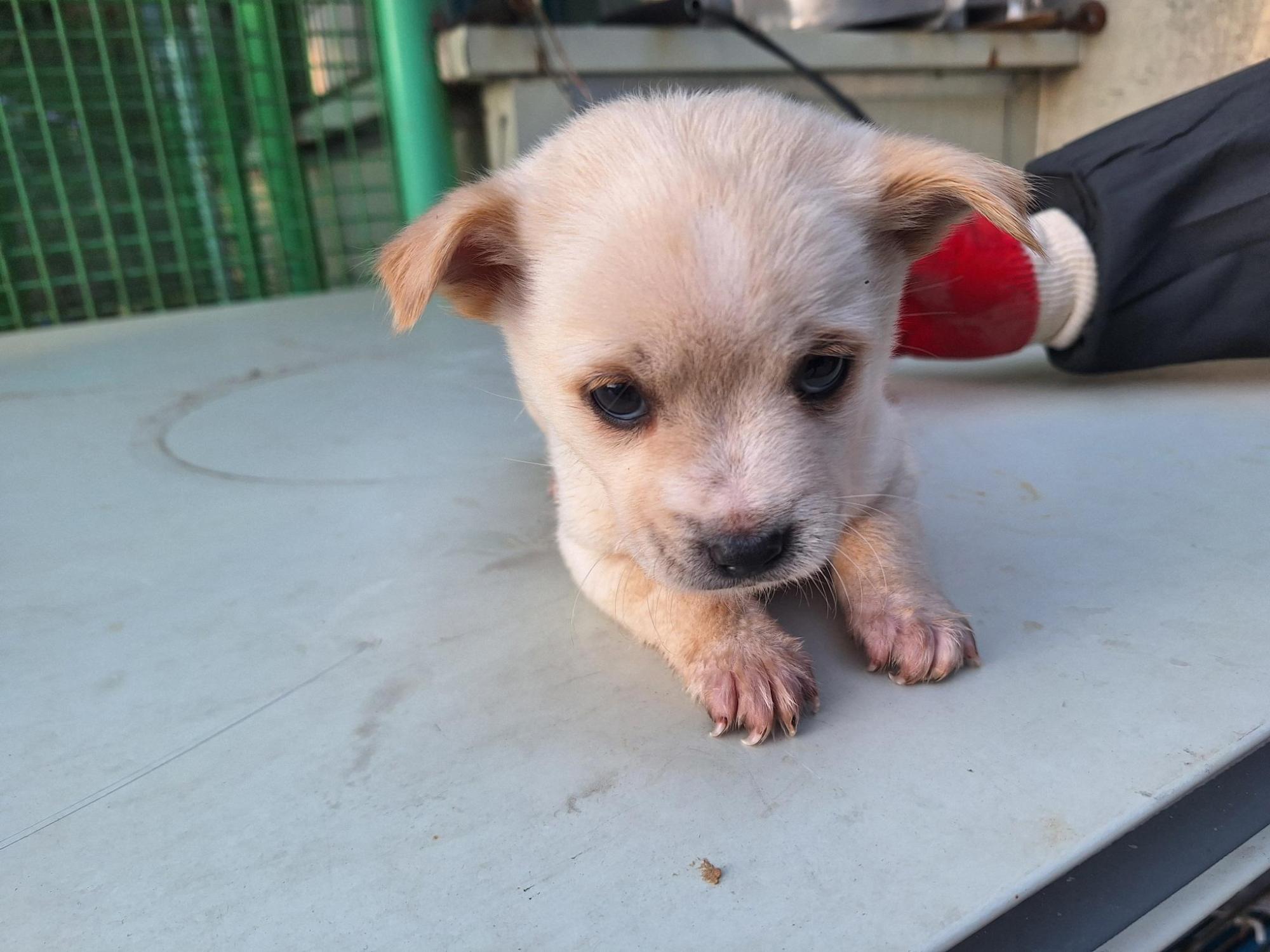 양산시 동물보호센터_448538202500754