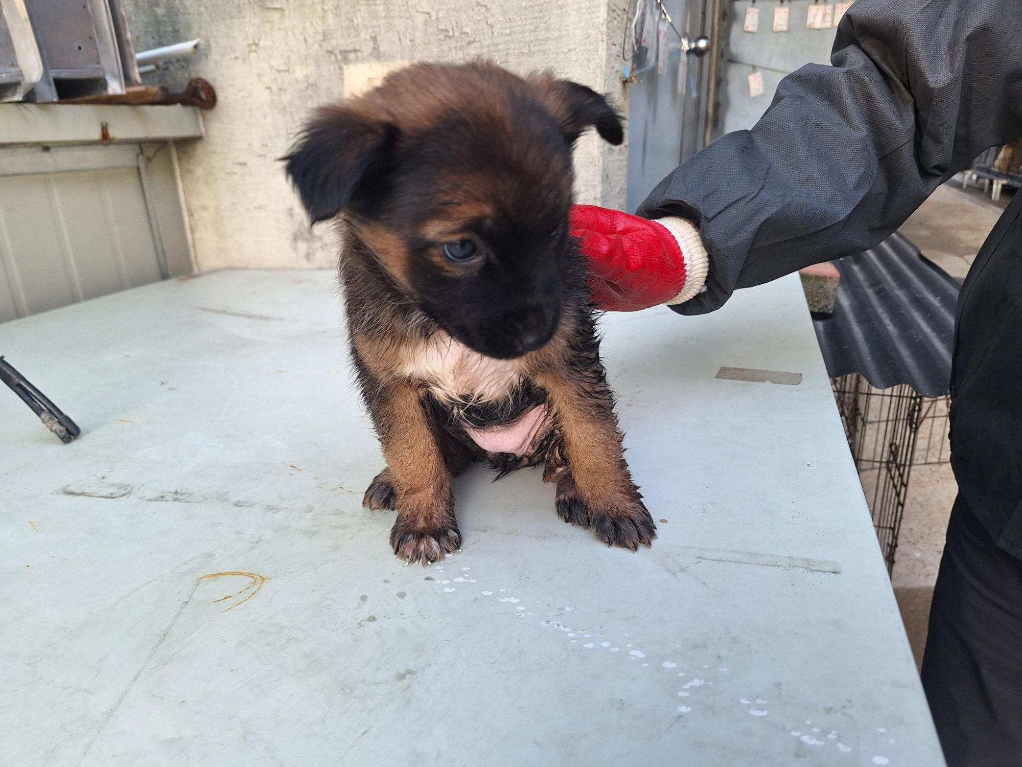 양산시 동물보호센터_448538202500757