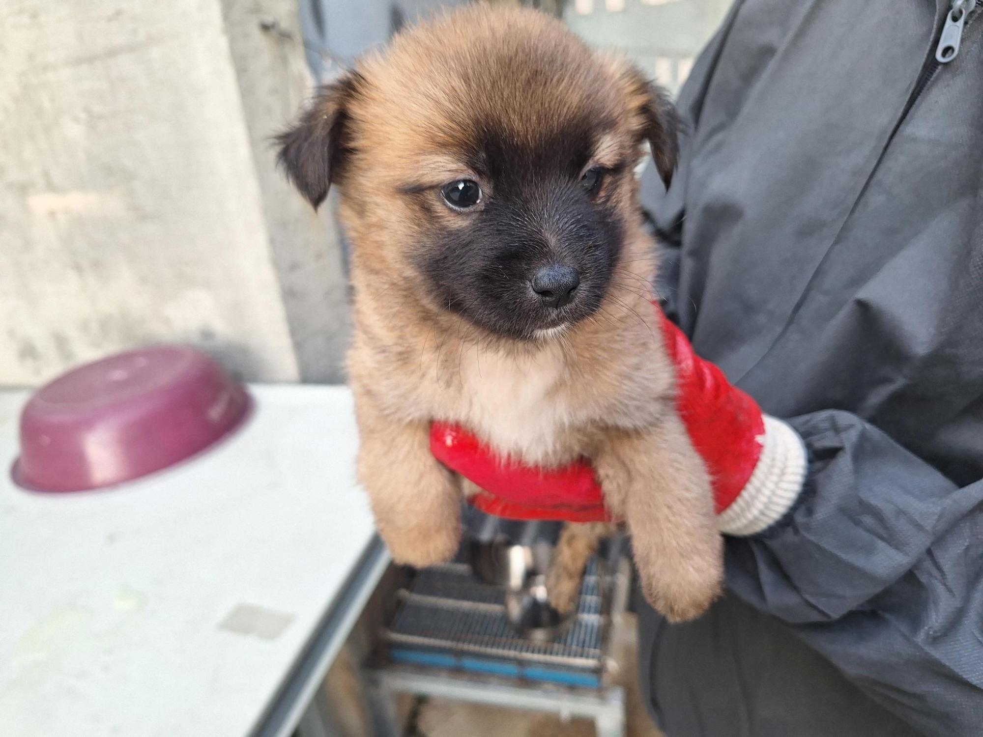 양산시 동물보호센터_448538202500758