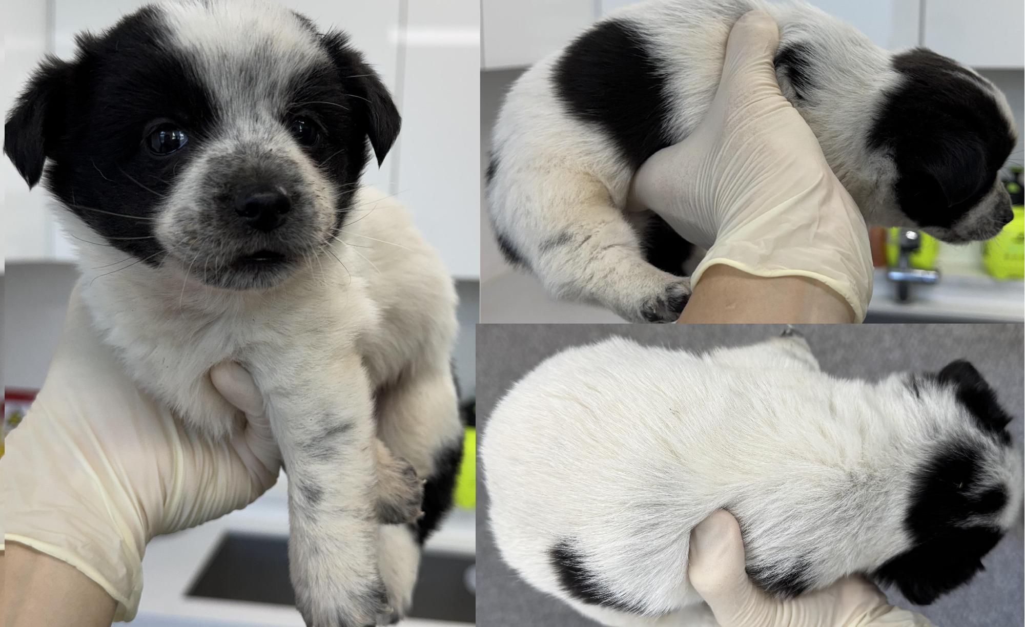 서산시 동물보호센터_444453202501382