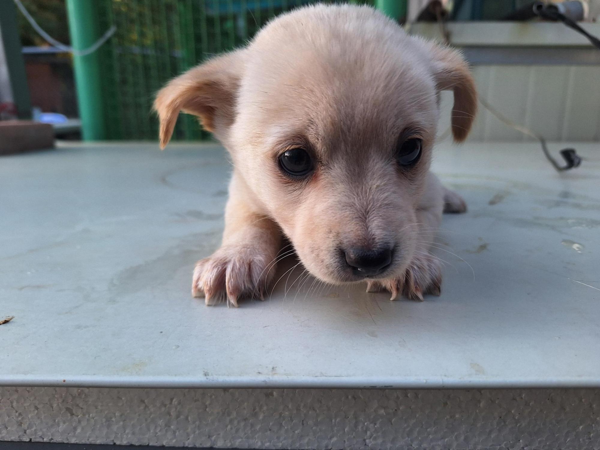 양산시 동물보호센터_448538202500755