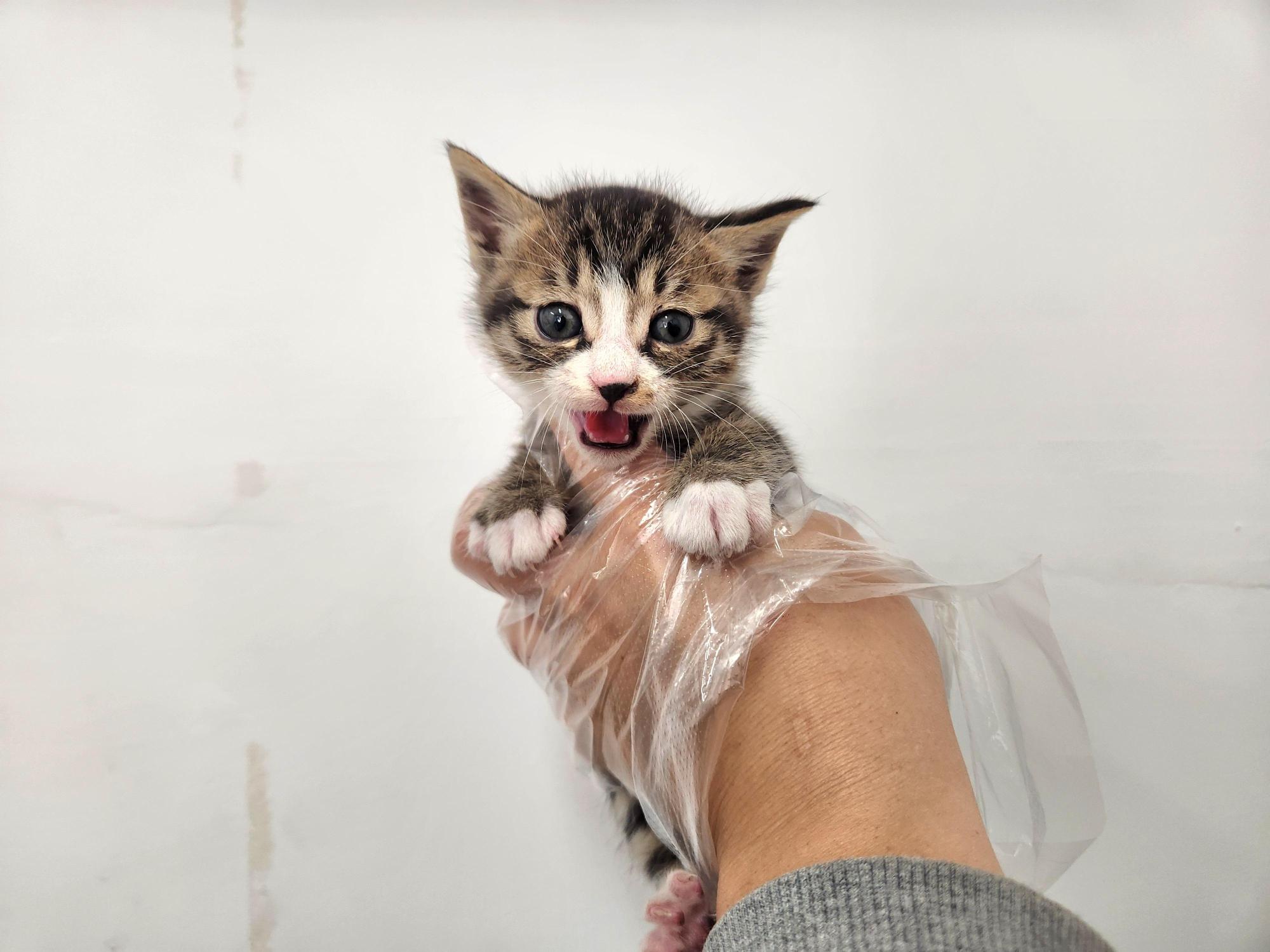 광주TNR동물병원송정_441554202501727