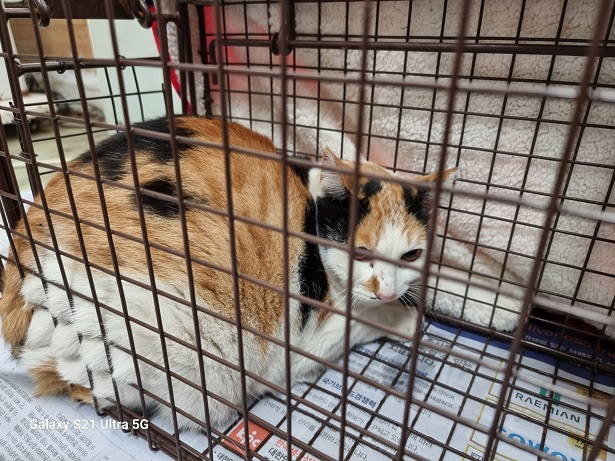 보호중 한국 고양이…