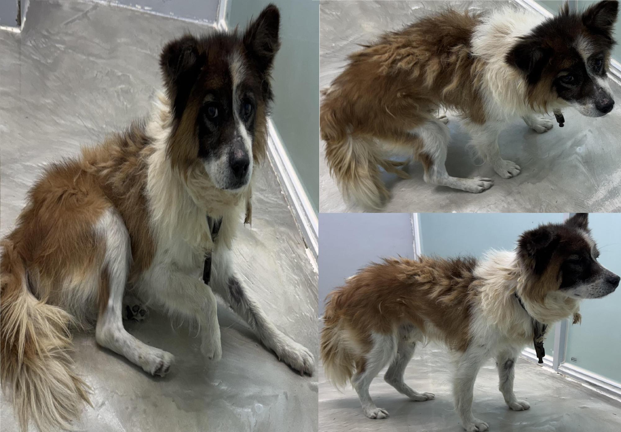 보호중 믹스견의 가…