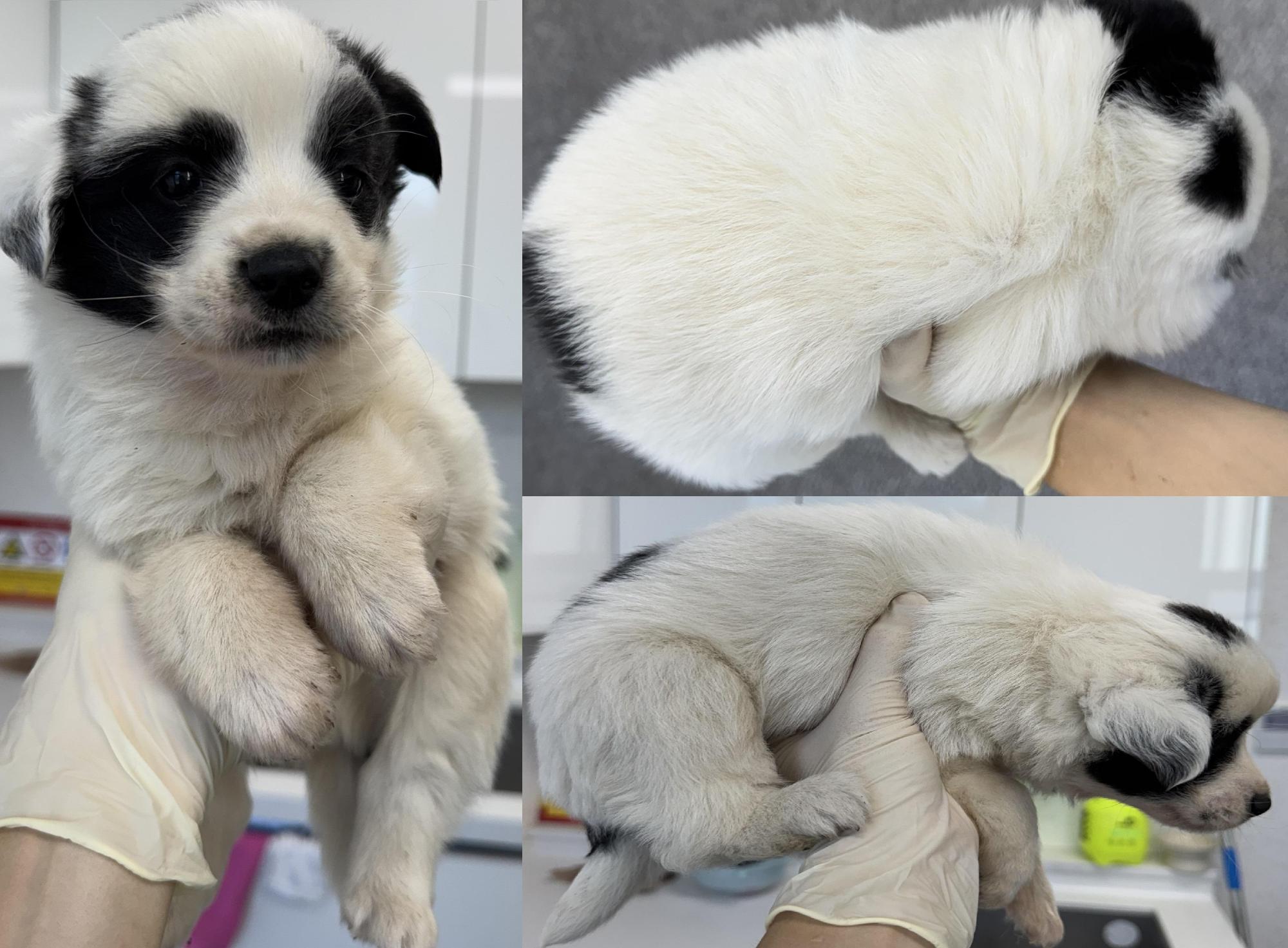 서산시 동물보호센터_444453202501380