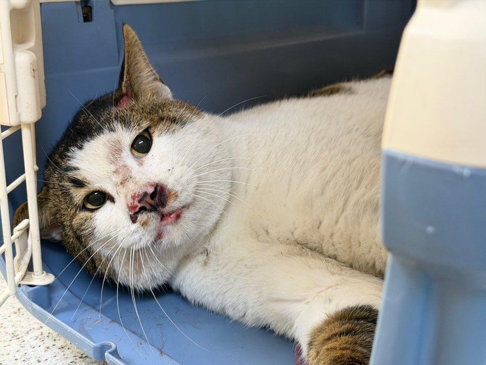 종료(자연사) 한국…