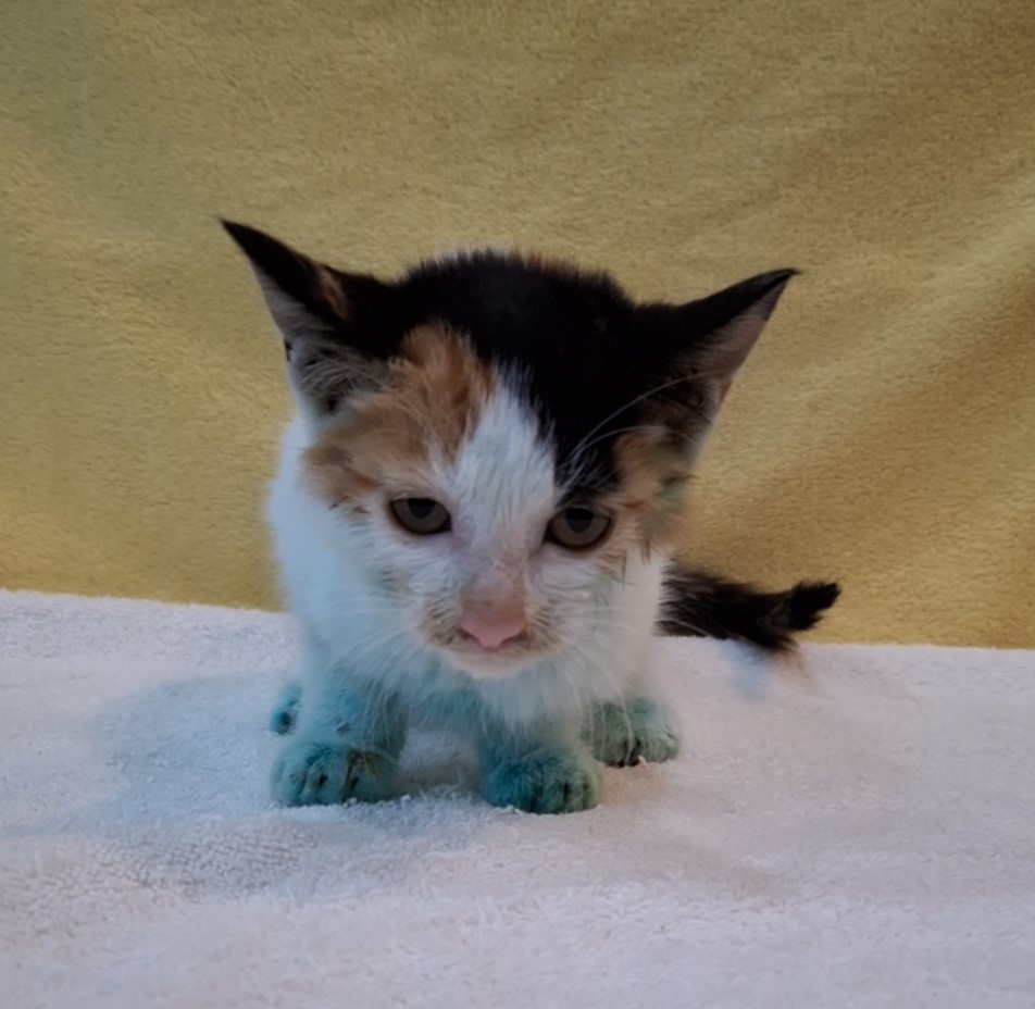 군산유기동물보호센터_445467202502369