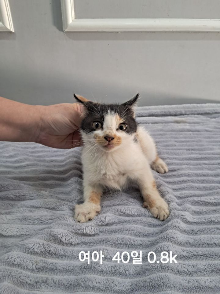 보호중 한국 고양이…