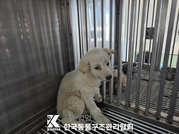 보호중 믹스견의 가…