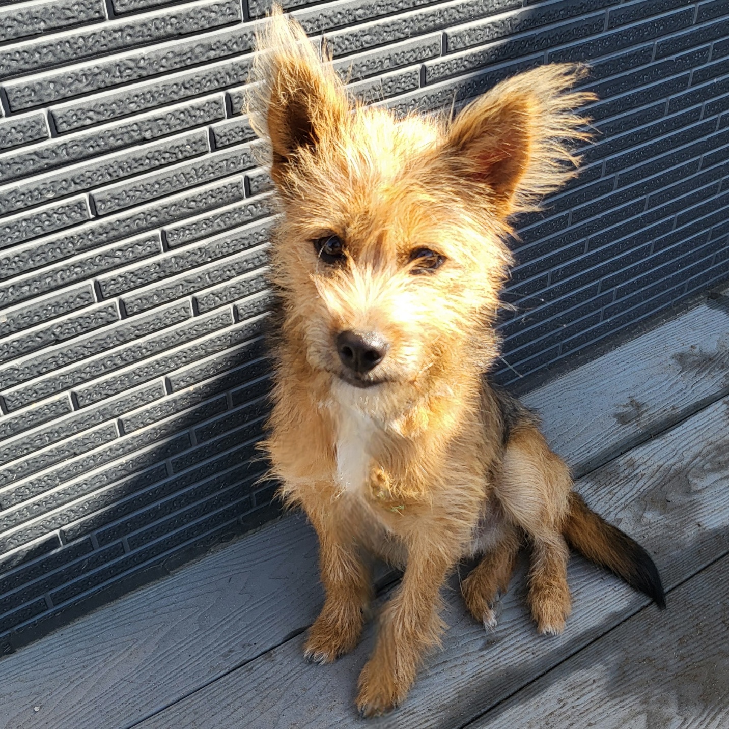 사천시 동물보호센터_448534202501826