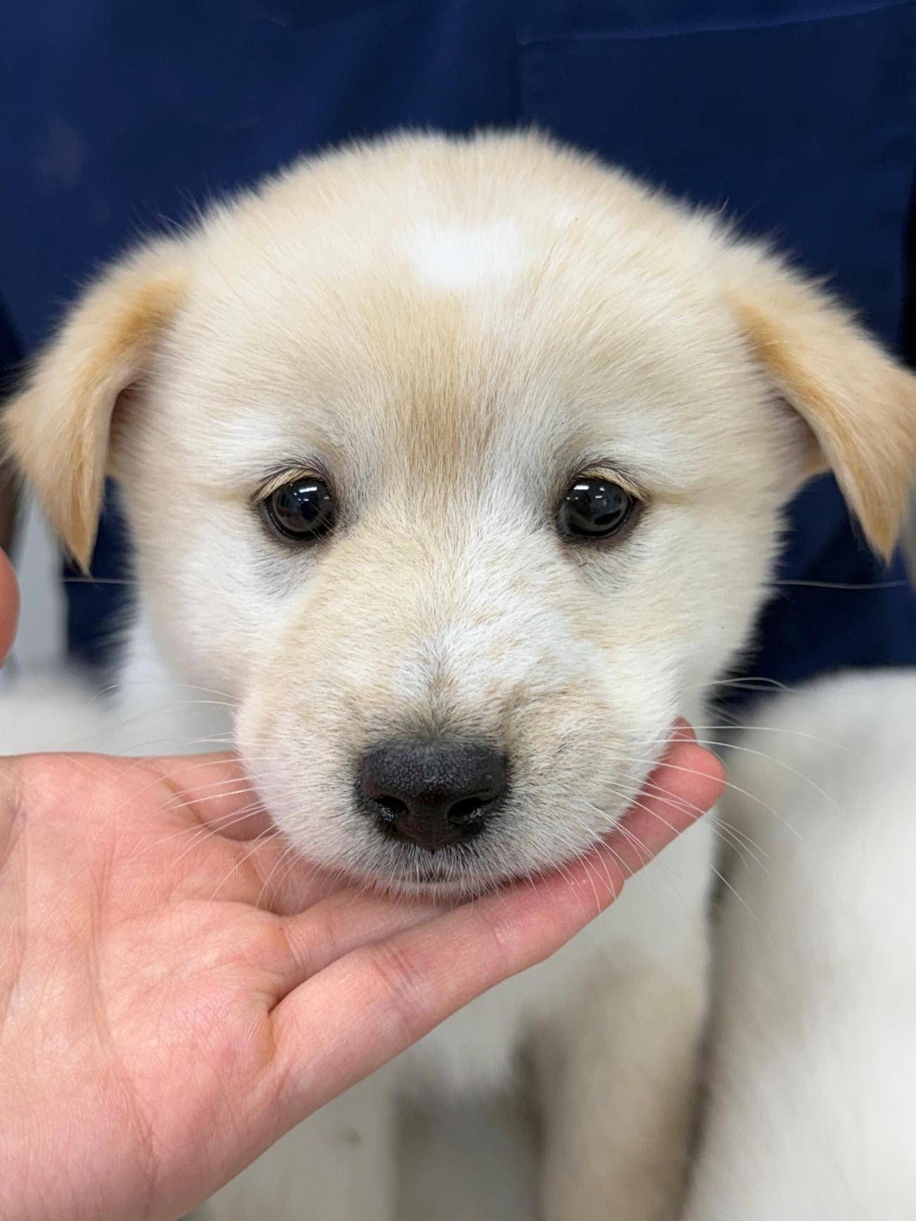 광주첨단YB동물병원_429362202500884