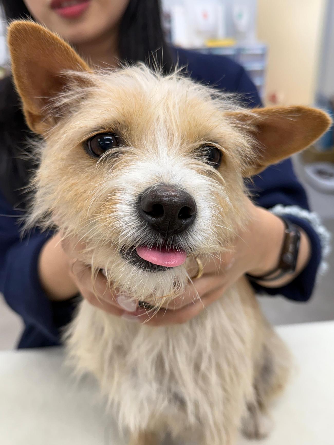 광주첨단YB동물병원_429362202500882