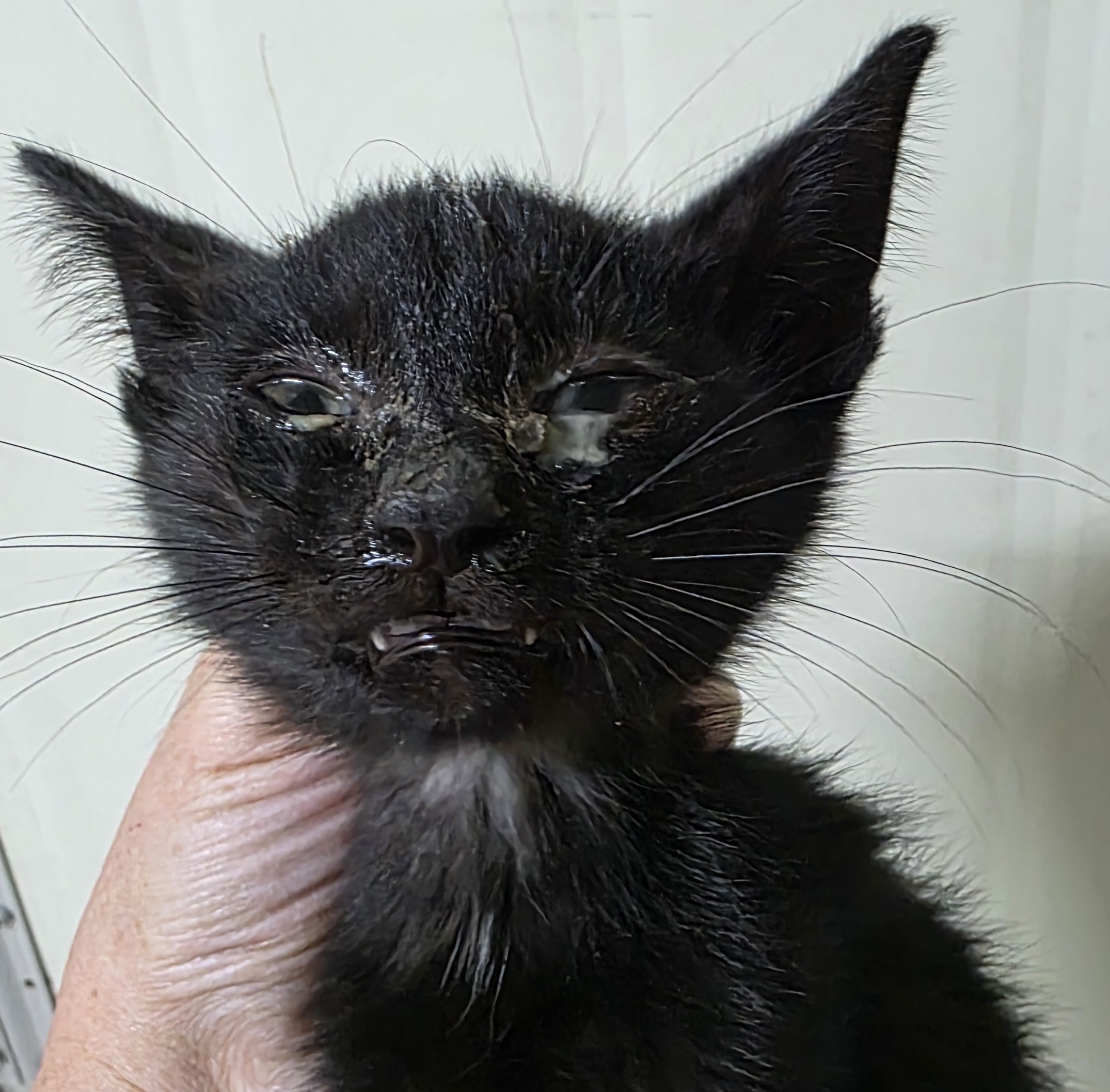 대구유기동물보호협회_427345202500753