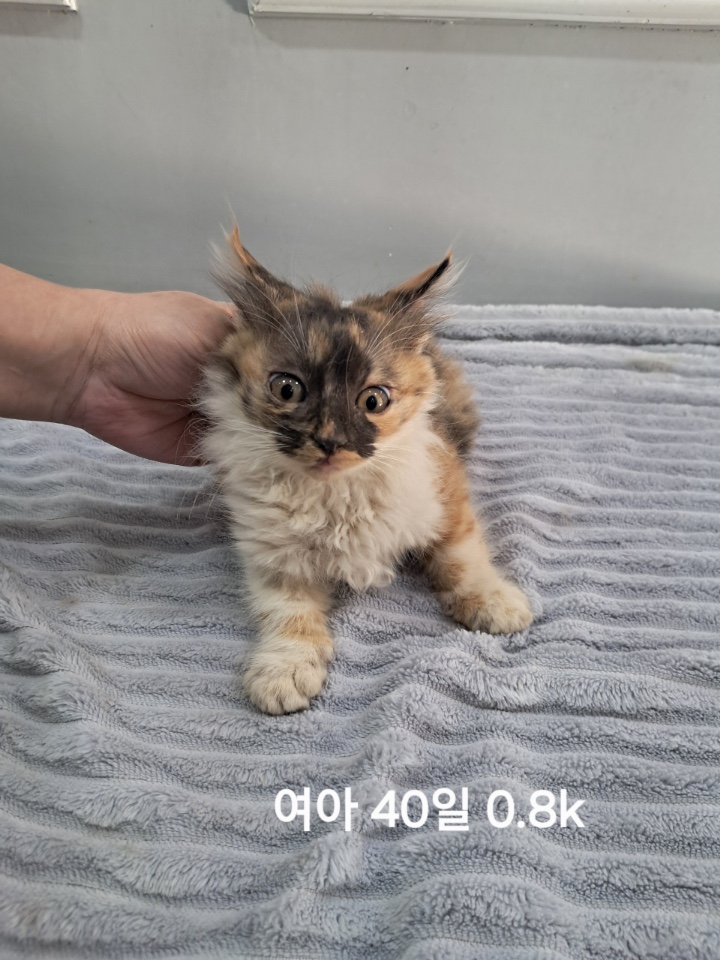 보호중 한국 고양이…