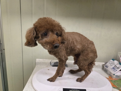 보호중 푸들의 가족…