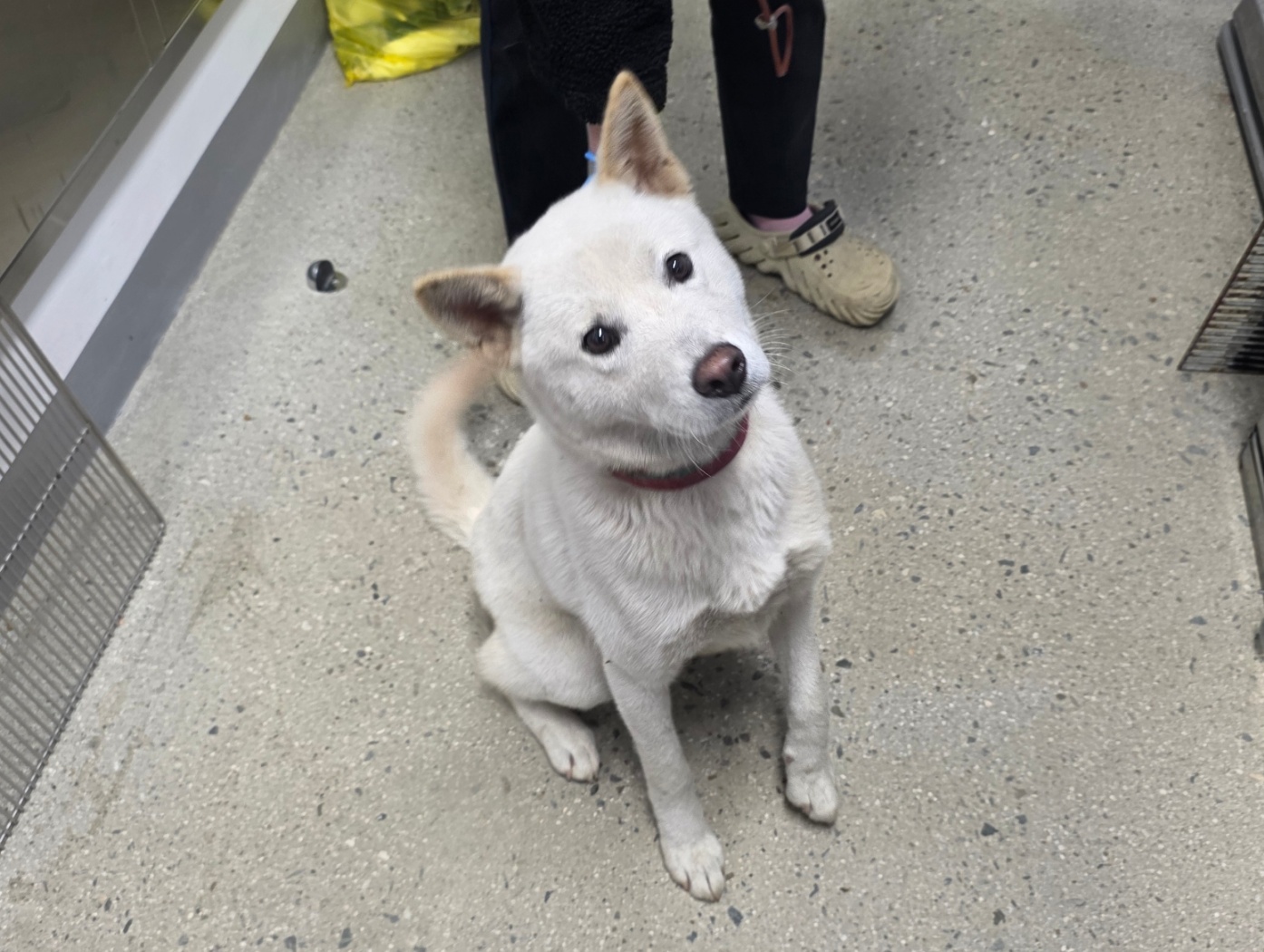 반려동물보호센터_443571202502987