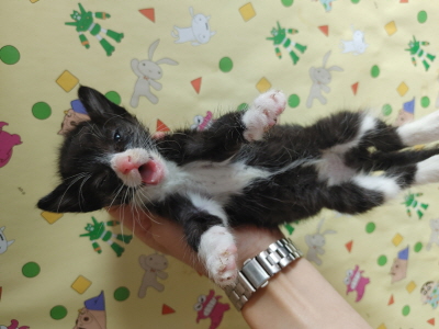 보호중 한국 고양이…