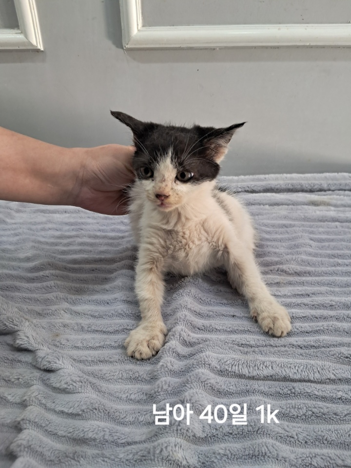 옥천동물병원_443443202500751