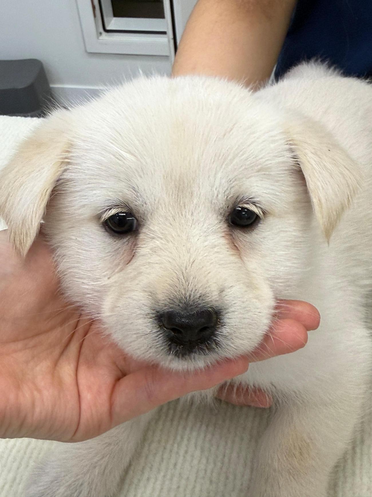 광주첨단YB동물병원_429362202500883