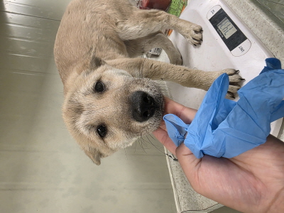 보호중 믹스견의 가…