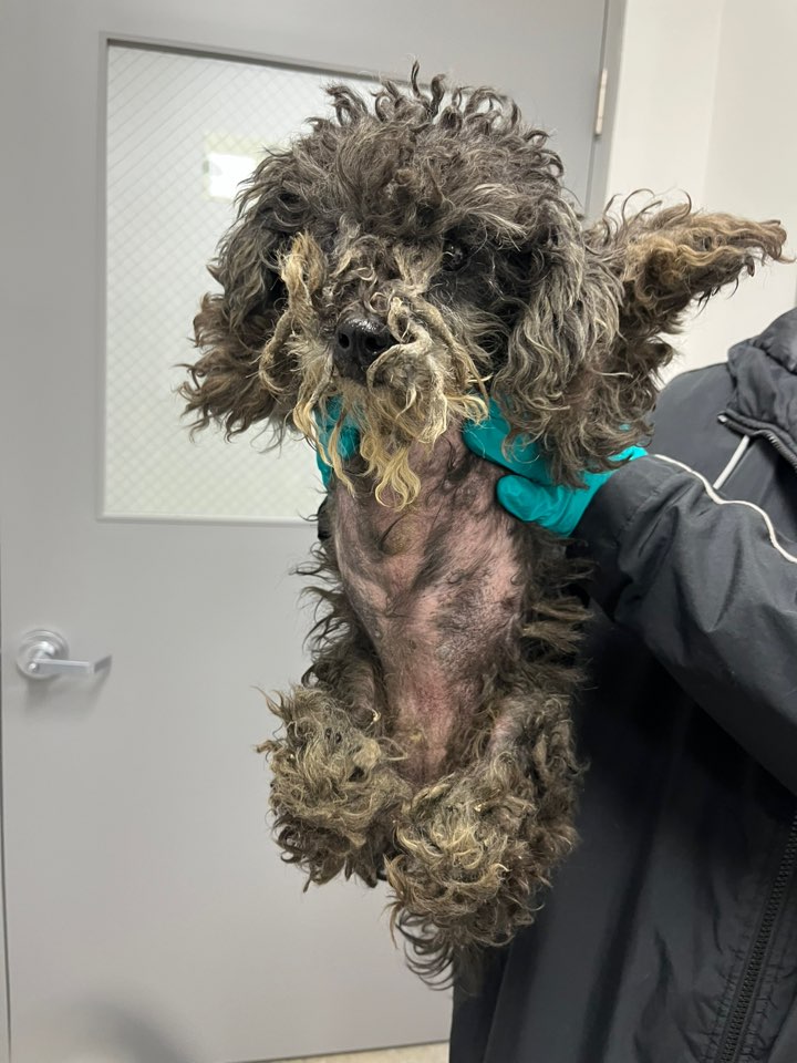 반려동물보호센터_443571202502988