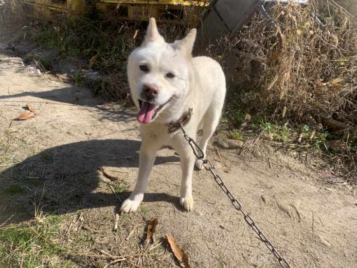 곡성군동물보호소_446486202500135