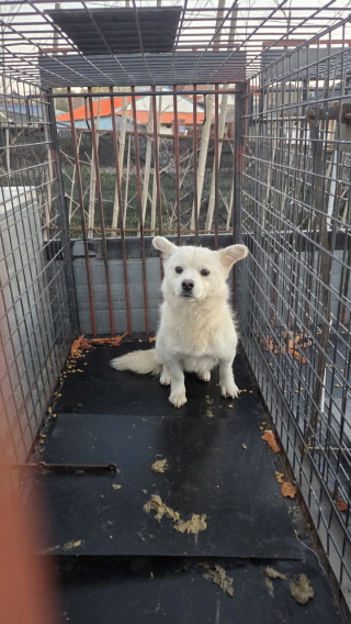 보호중 믹스견의 가…