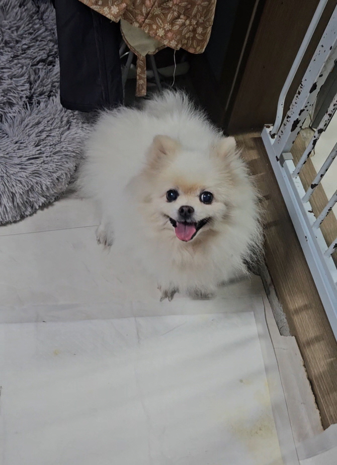 보호중 포메라니안의…