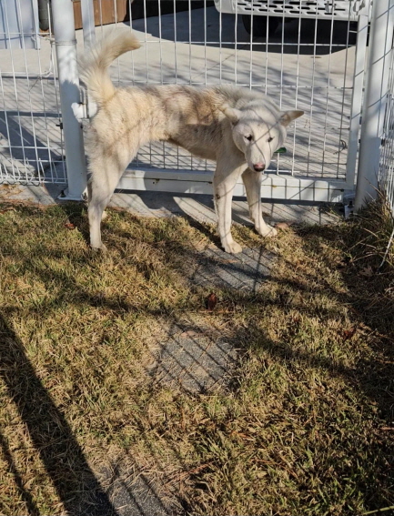 보호중 진도견의 가…