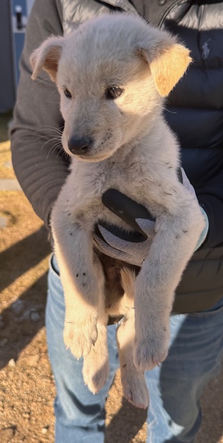 광양시 임시보호소_446484202500810