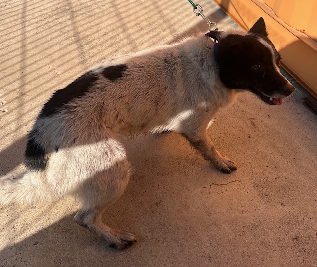 보호중 믹스견의 가…