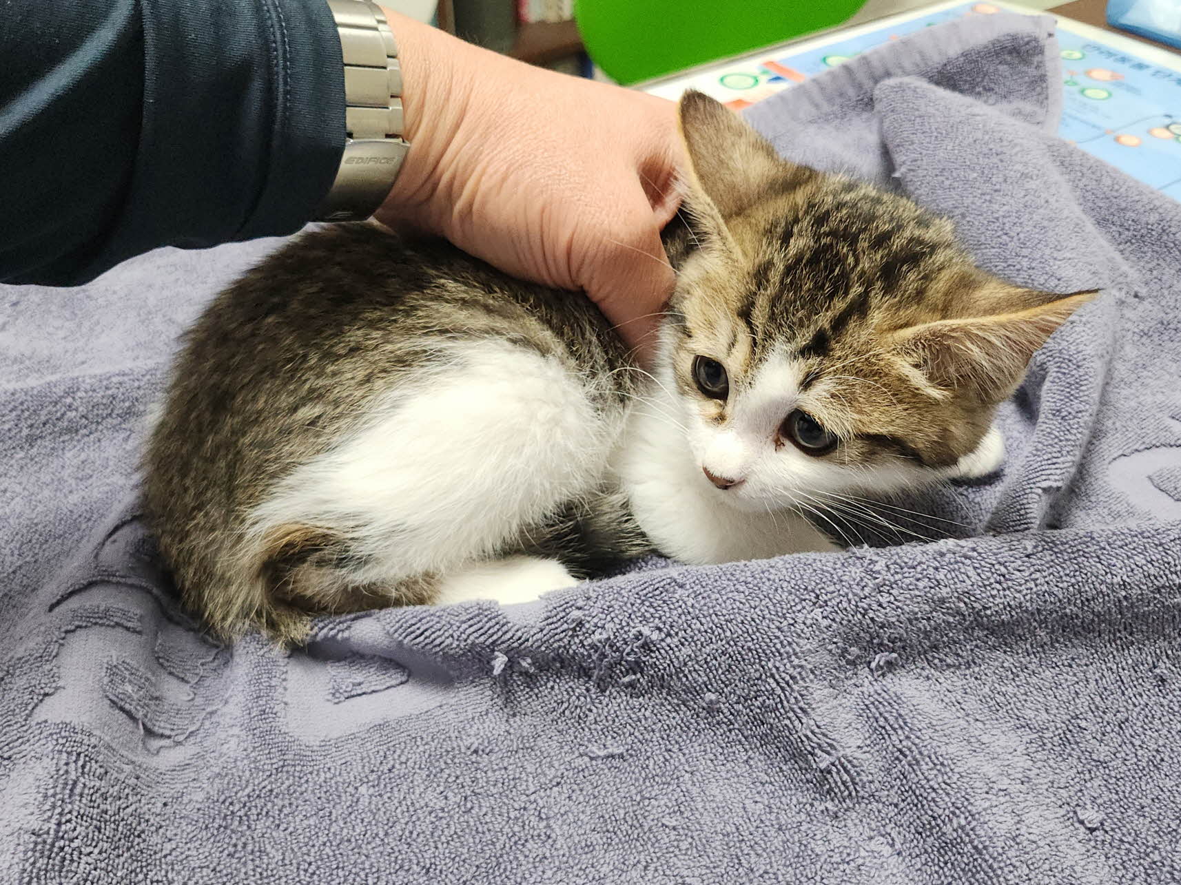 보호중 한국 고양이…