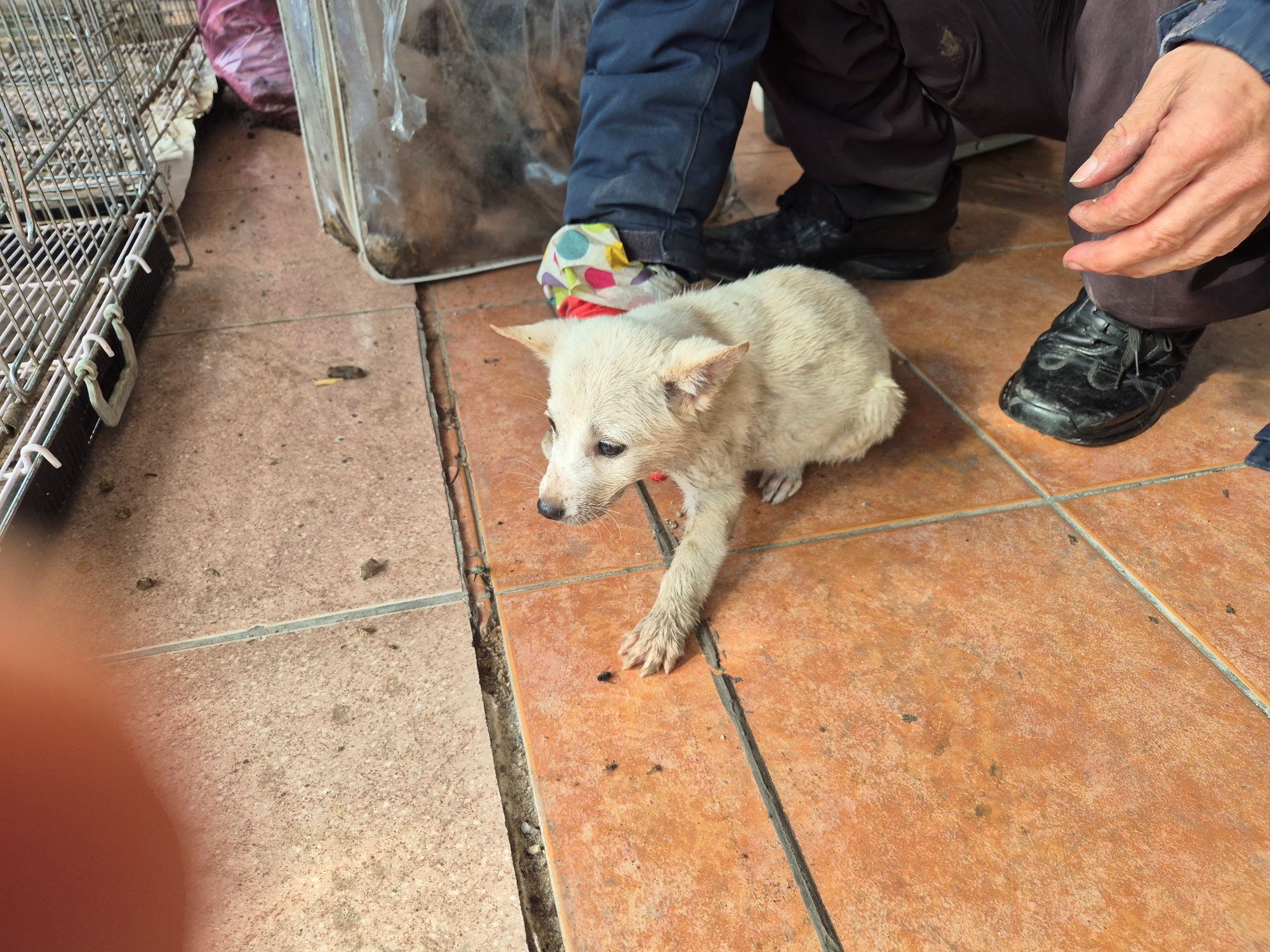 보호중 믹스견의 가…