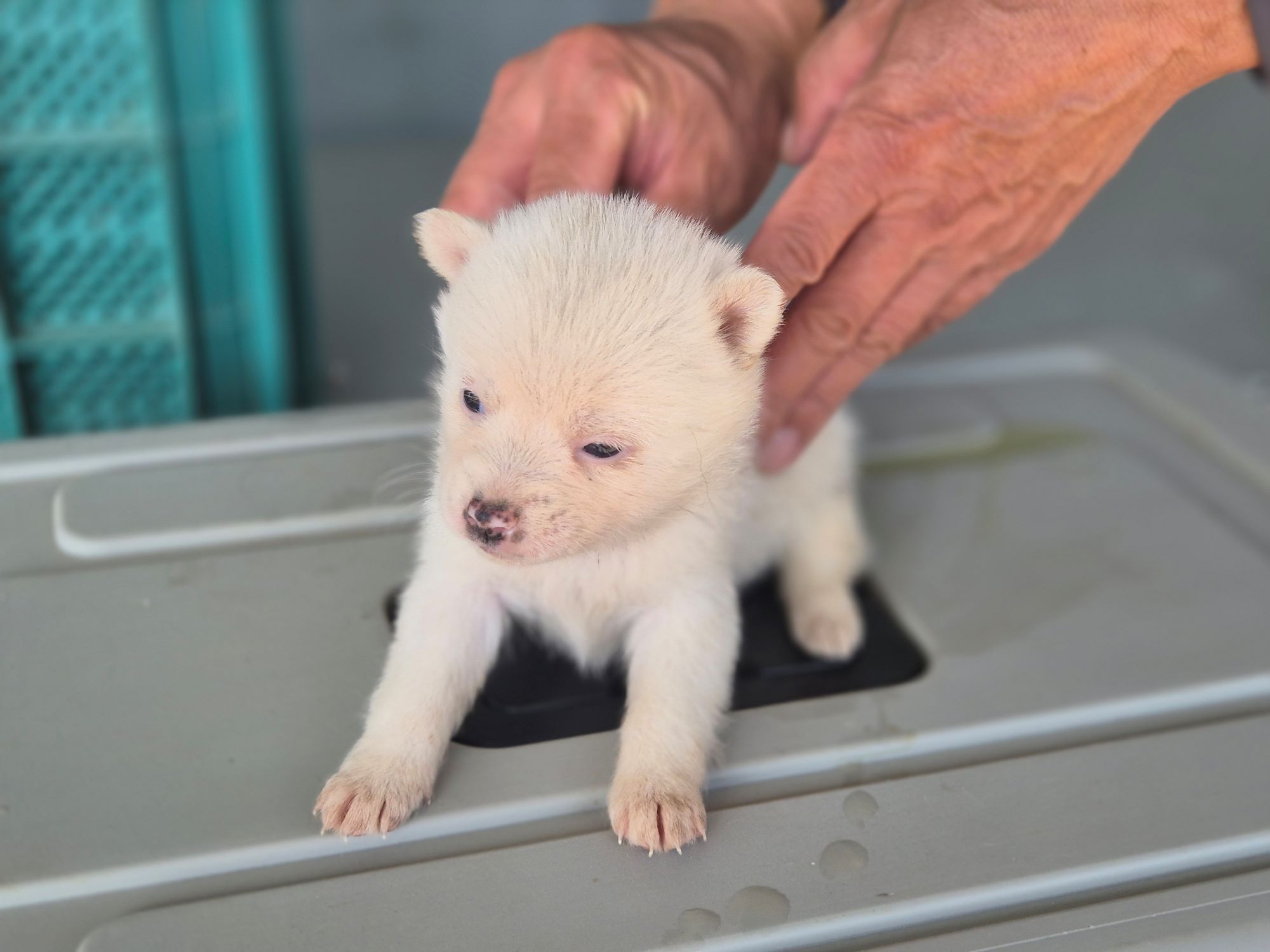 보호중 믹스견의 가…