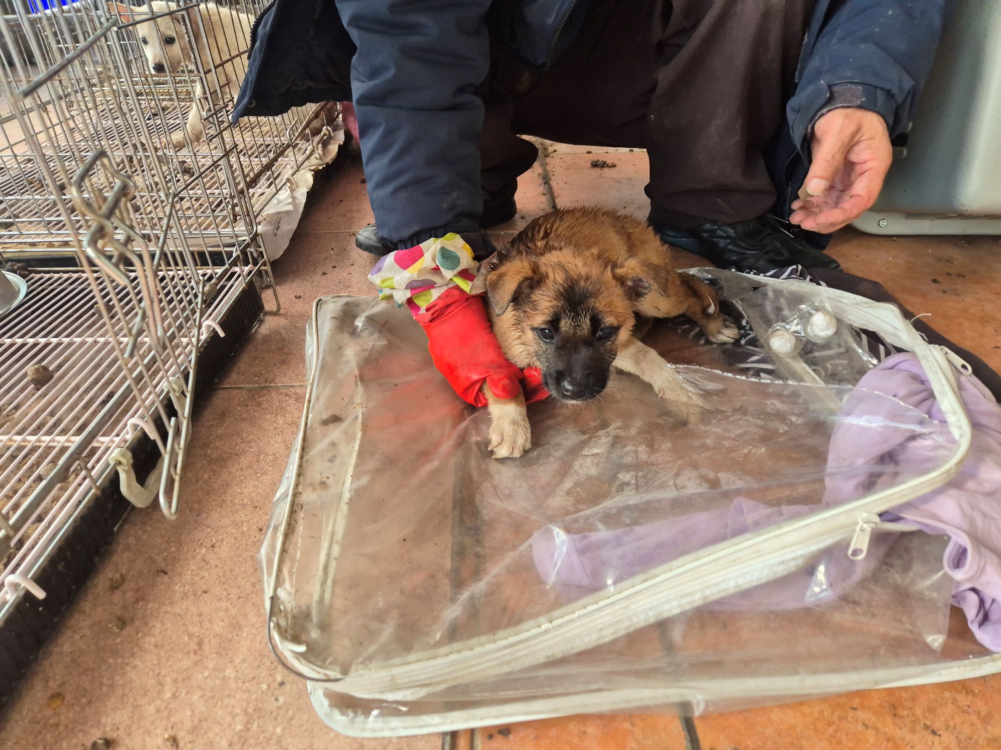 보호중 믹스견의 가…