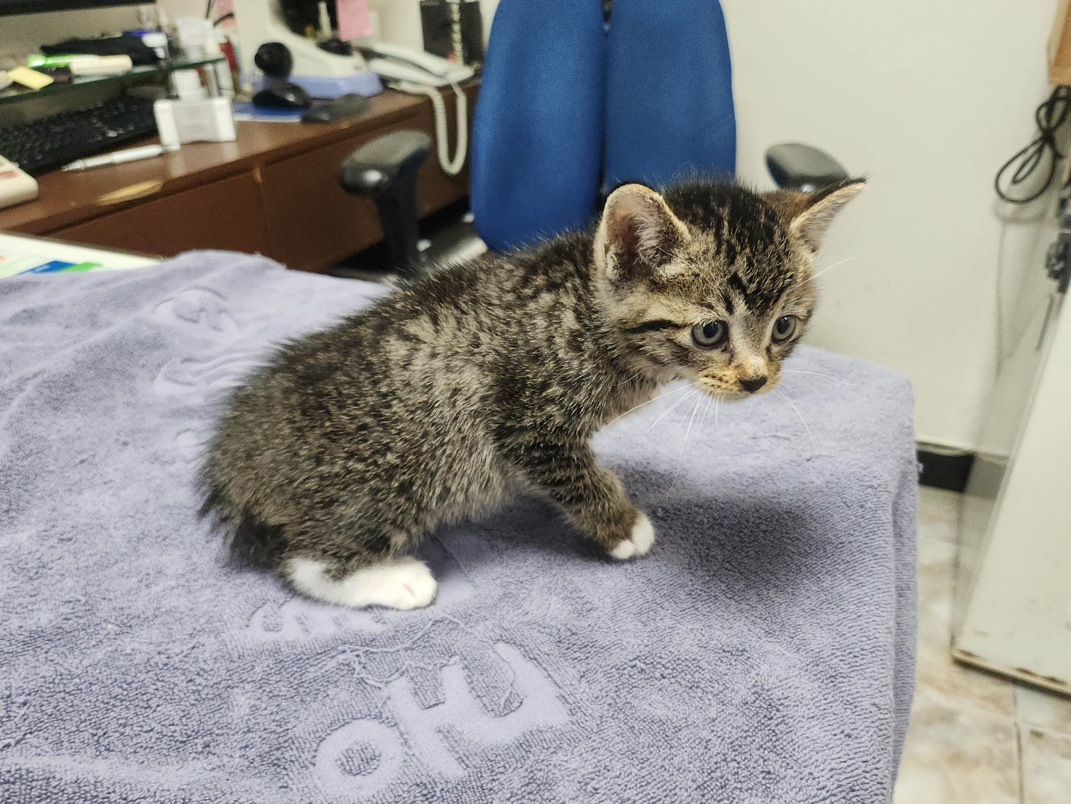 보호중 한국 고양이…