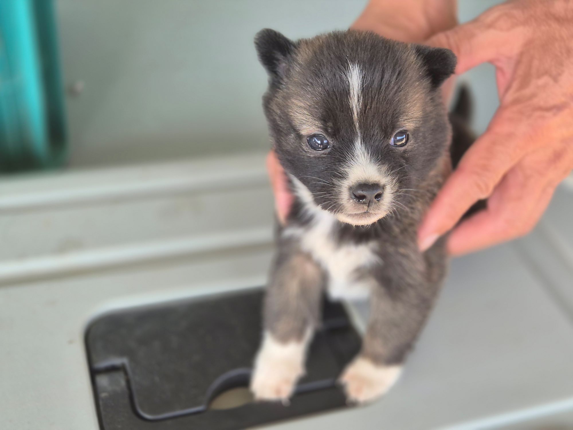 보호중 믹스견의 가…