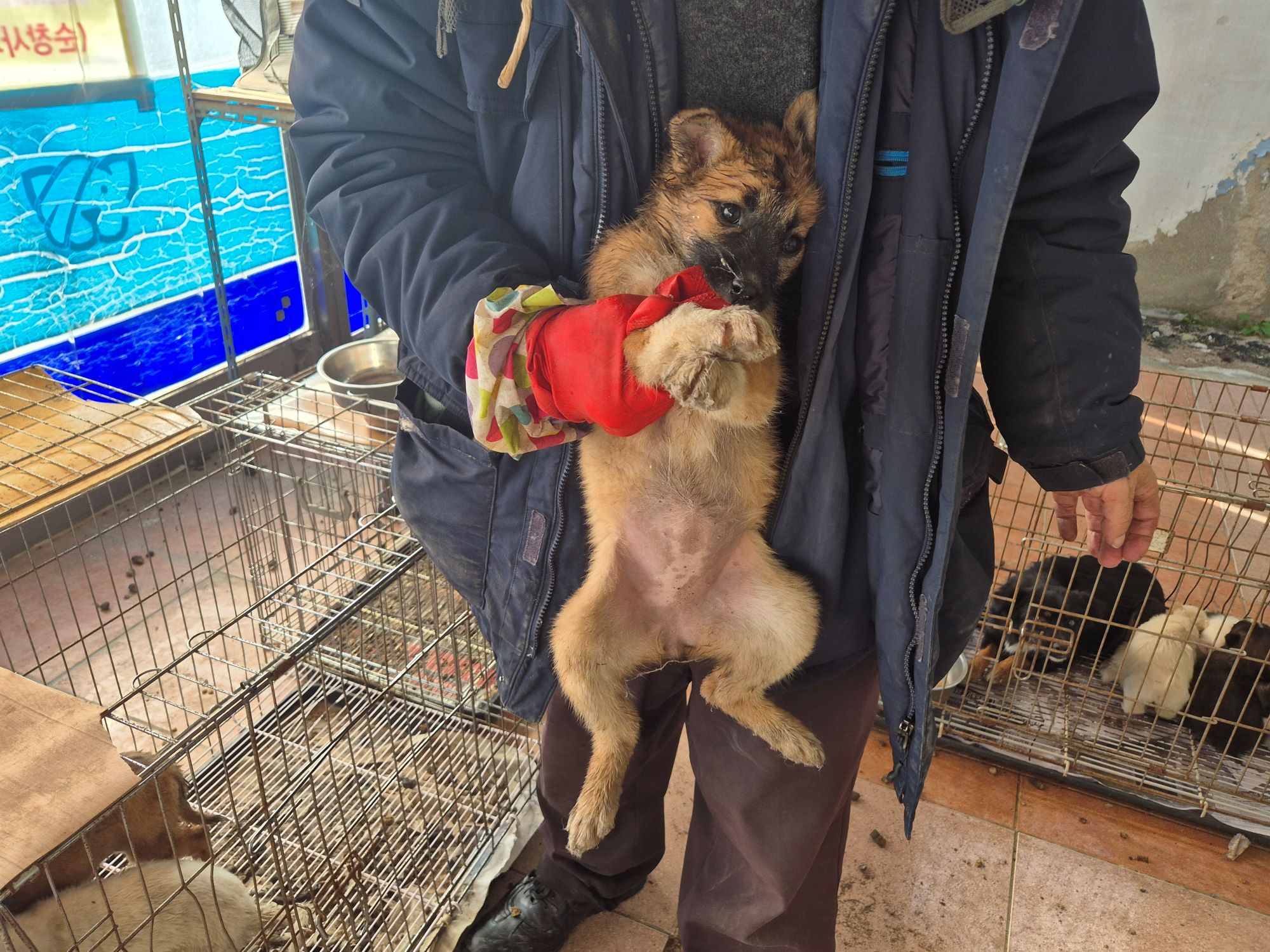 보호중 믹스견의 가…