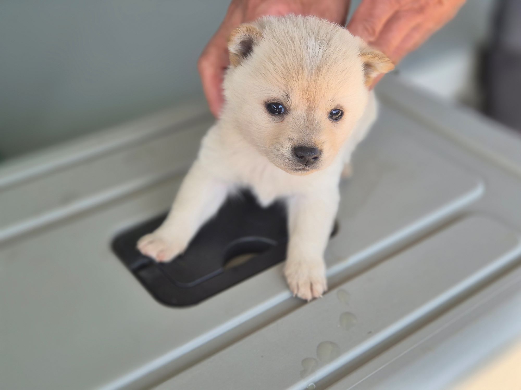 보호중 믹스견의 가…