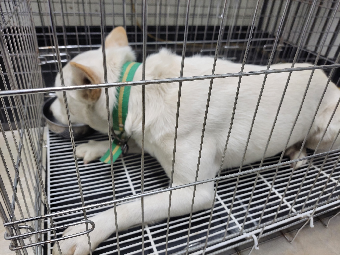 고양시동물보호센터_441394202502442