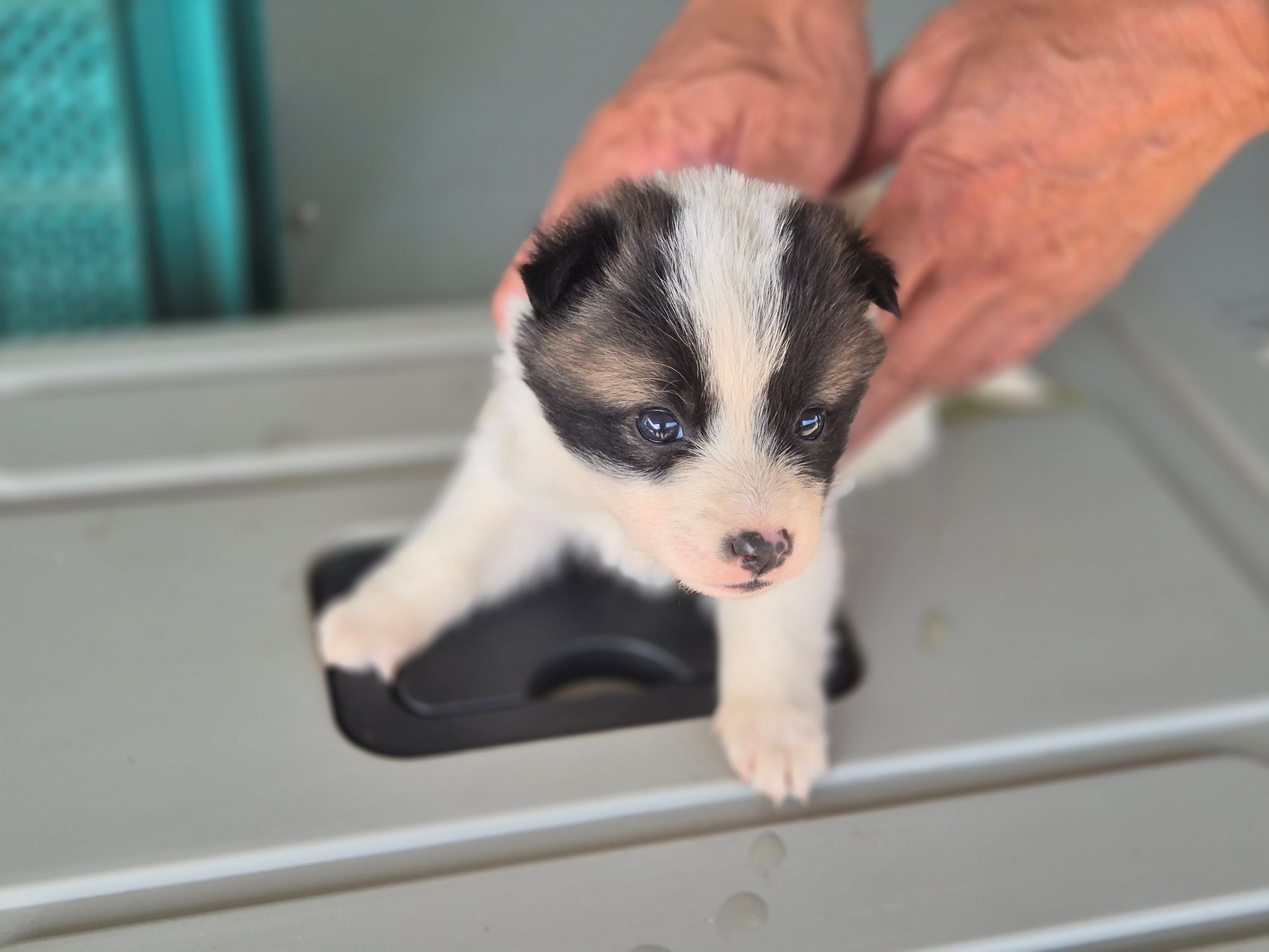 보호중 믹스견의 가…