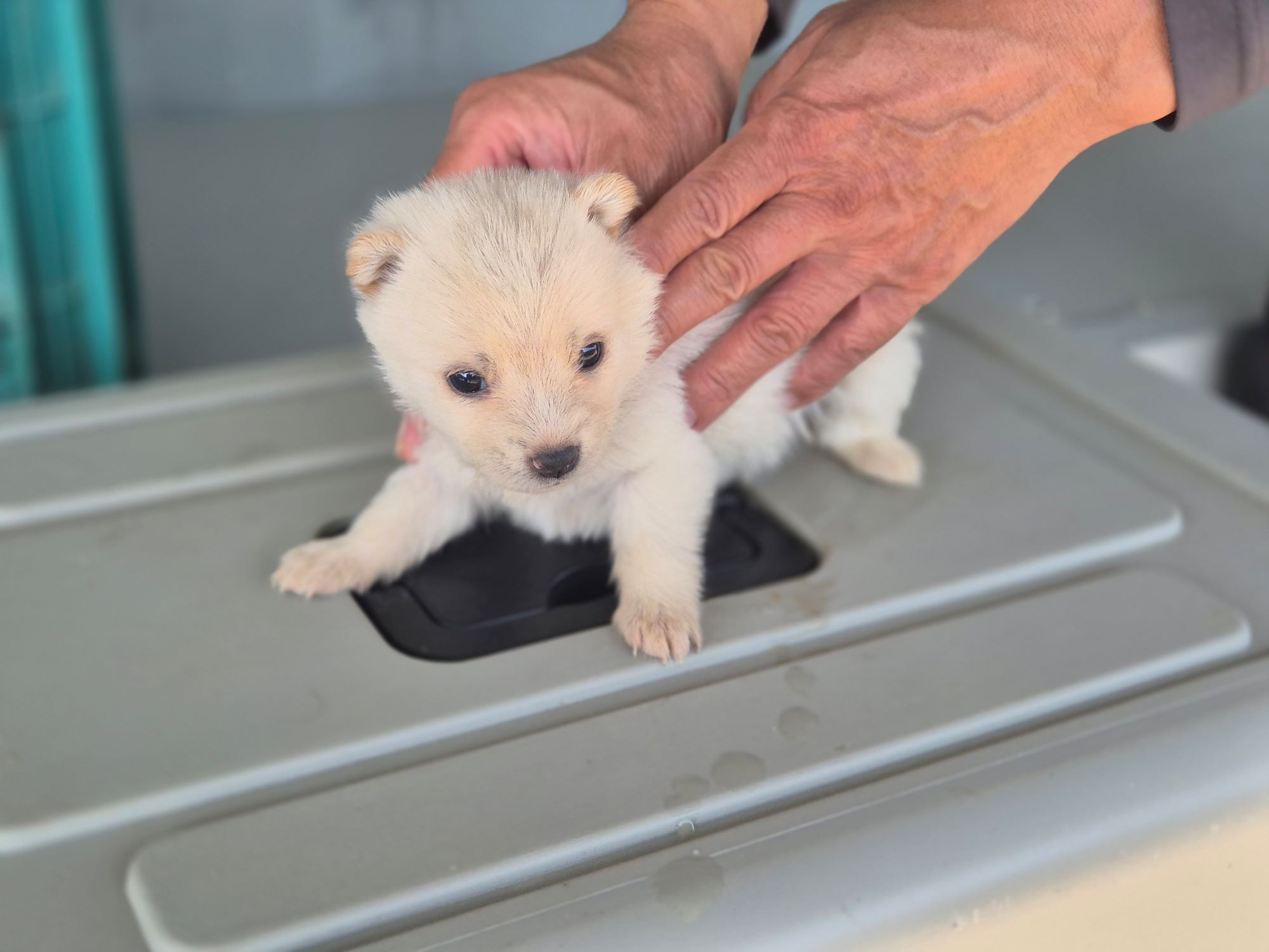 보호중 믹스견의 가…