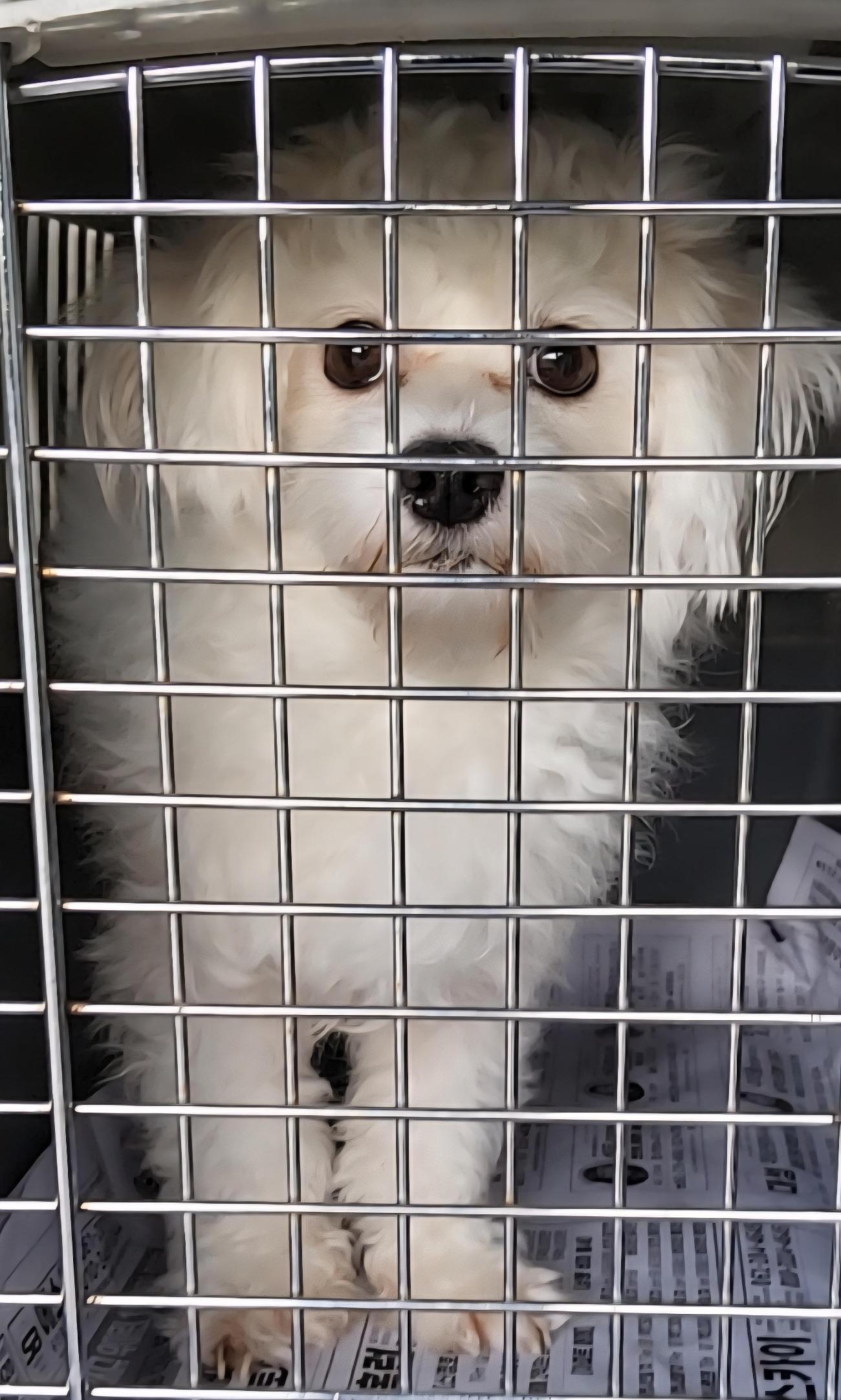 목포시유기동물보호소_446480202501502