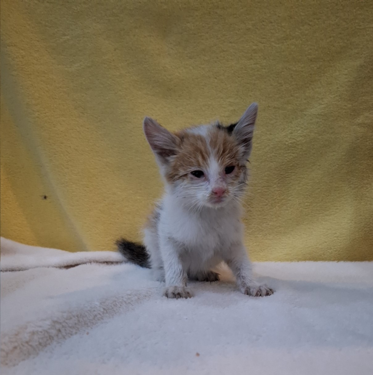 보호중 믹스묘의 가…