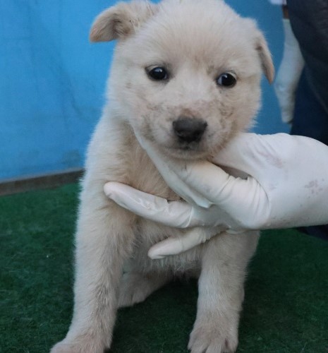 제주 동물보호센터_450650202503114