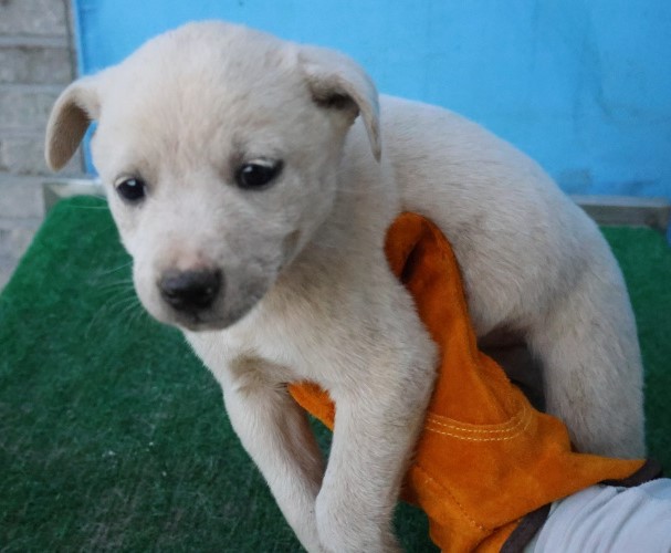 제주 동물보호센터_450650202503113